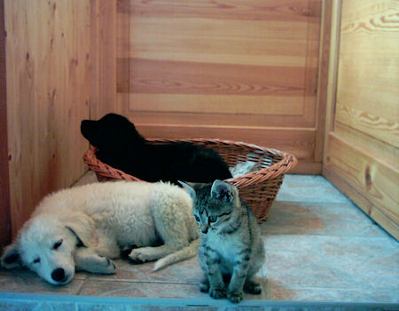 lissi, karo,blacky